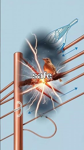 Why Birds Don't Get Electrocuted on Power Lines"