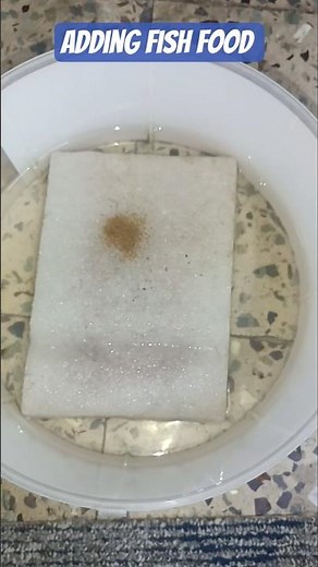 New Method! Tubifex Worm Culture | DIY Tubifex Worm Culture Using Sponge & Fish Food