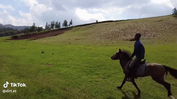 Adventure Trails with Horses: Exploring Nature's Beauty