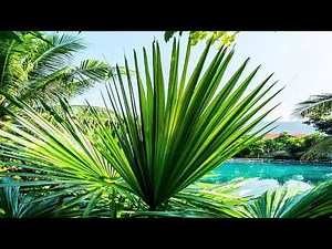 The Palms - John Cavicchio - Hymn - Ref#050