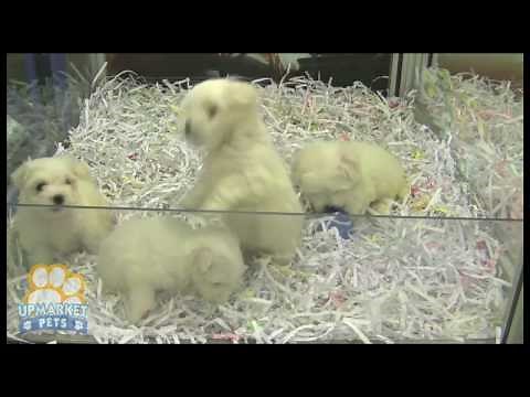 Purebred Maltese puppies