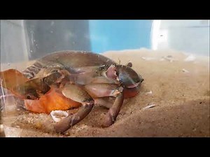 Mud Crab Hatching Tank for Berried Females
