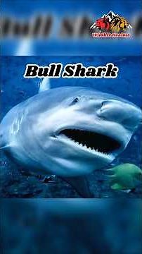 The Bull Shark: The Fearless Killer That Hunts Anywhere🦈🩸#bullshark #shark #nature #wildlife #ocean