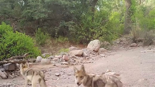 The smallest gray wolf subspecies in North America, the Mexican gray wolf is also one of the rarest and most imperiled mammals on the continent. The Center has worked continuously to recover Mexican wolves in the wild, beginning with a 1990 lawsuit that led, eight years later, to reintroduction. Along the way we’ve sought to protect the wolves from persecution. Our work to protect them continues. Yesterday, the Center alongside Western Watersheds Project and Grand Canyon Wolf Recovery Project, n
