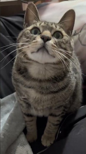 The Enchanting Meow of a Tabby Cat: A Must-Watch