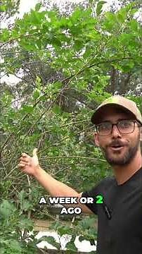 Discover Dwarf Thai Mulberry & Pink Powder Puff Tree! #shorts