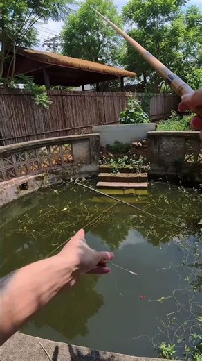 Random Pond Fishing with Saotabi Travel Rod 🎣 | Tiny Fish, Big Fun