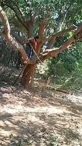Catching baby deer #reels #viral #trending | Srikanta8456