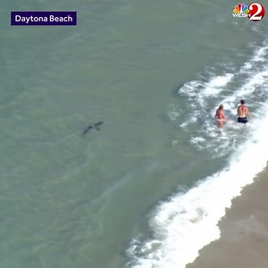 24M views · 12K reactions | TOO CLOSE FOR COMFORT 麗 We alerted lifeguard stations when Chopper 2 spotted this shark swimming VERY CLOSE to beachgoers: https://bit.ly/3264rhS | WESH 2 News | Facebook