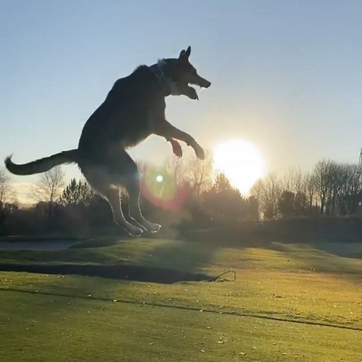 5.1M views · 89K reactions | This MUST be the happiest dog in the world  | LADbible | Facebook