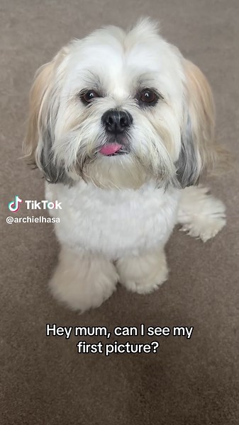 Emotional Lhasa Apso Moments: Puppy Love 🥹
