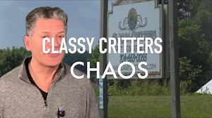 🚨 CLASSY CRITTERS CHAOS: DOG MISSING, HISTORY HAUNTING 🚨 The abuse videos went viral. A criminal investigation is active. And yet—Classy Critters in Mooresville, NC is still open and boarding animals. Now? A German Shepherd named Kota is missing after reportedly escaping from the facility on Wednesday, causing a car crash, getting injured, and vanishing into the woods. His devastated dog dad wasn’t even notified until the next morning. 🔥 Belle K9 is tracking Kota for free. Other rescuers are 