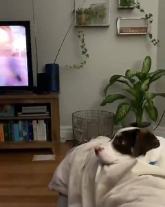 131K views · 3.4K reactions | This good boy is named Rudy. Watching the movie 'Rudy' was very confusing for him.  ❤️  (: Instagram/mikeribbing) | theScore | Facebook