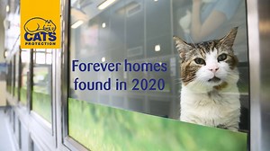 24K views · 837 reactions | Thanks to your support, donations and our hands-free homing initiative we've managed to rehome thousands of cats this year! Take a look at just a few who are all settled in. Thank you!   #ForeverHomes2020 | Cats Protection | Facebook