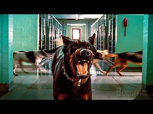Adolescentes liberan a todos los perros en la perrera | Hotel para perros | Clip en Español