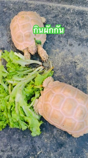 เต่าน้อยน่ารัก #turtle #เต่าซูคาต้า #มิวสิคเลิฟ #ฟาร์มในเมืองขอนแก่น #ร้านเอสเอสสปอร์ตขอนแก่น #มิว
