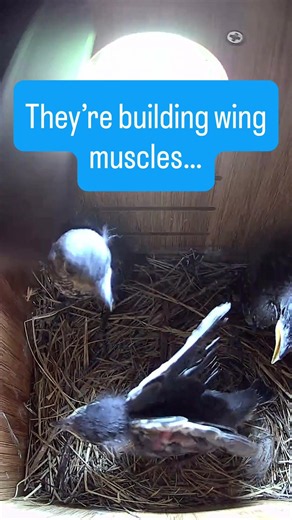 Why Are Baby Bluebirds Flapping Their Wings? 🪽🐣