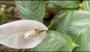 14K views · 474 reactions | Was wondering the ability of bees the continuous process of pollination… The effort…the determination…the natural work of the bees could be an example for many to follow in daily life… Post election morning spent with nature… | Nandita Gorlosa | Facebook