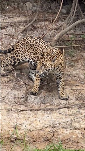 Quando uma onça-pintada surge silenciosamente da mata.