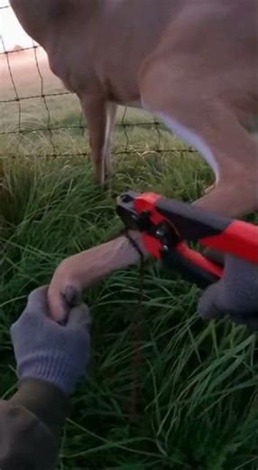 Deer Tangled in Fence Finally Freed