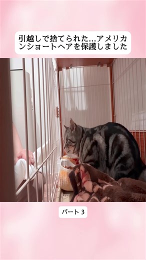 VLOG引越しで捨てられた…アメリカンショートヘアを保護しました。 3 #イシガメ #亀のいる生活 #成長記録 #ビフォーアフター #癒し動画 #fyp #videoviral #foru #forupage