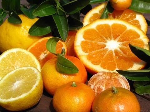 Growing Citrus Trees - Lemonade, Tangelo, Blood Orange & More!