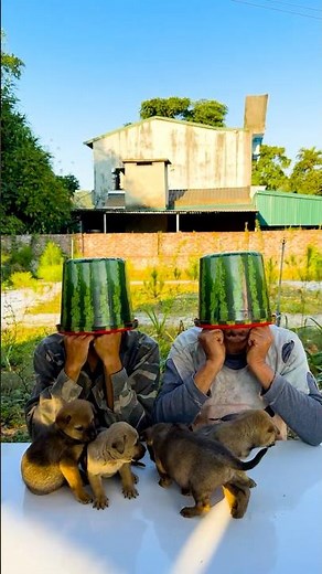 Hai anh em trêu chọc nhau siêu dễ thương 🍉🍭🍧🐰🦆🐶🍓🍧🍭🍉👴 #shorts #cute