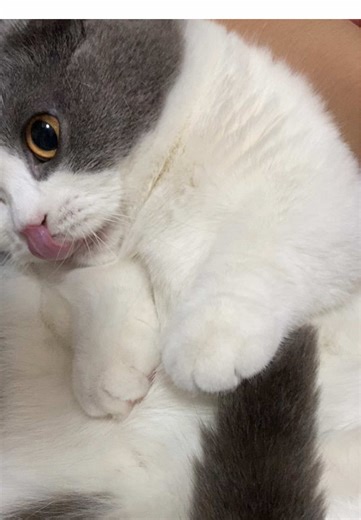 Understanding Cat Reactions to Sounds