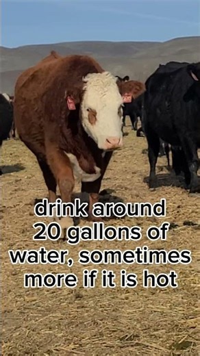some basic cow facts,did you know these?Do you have any questions about cattle?#beef #cattle #cow