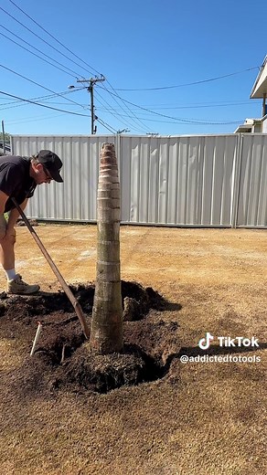 Effective Palm Tree Stump Removal Techniques