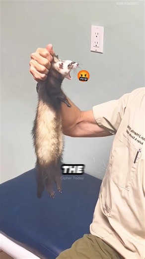 These Heartbroken Ferrets Finally Reunited 🥺❤️