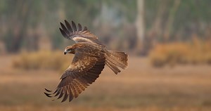 Watch Chef Feed Massive Bird Of Prey By Hand