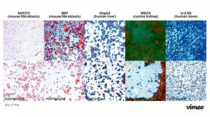 Electrical imaging application: cell and drug profiling using AI/ML