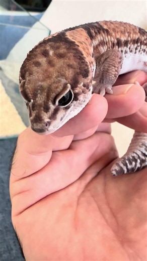 African fat tailed gecko #animals #lifeisbutadream #cute #africanfattailedgecko #gecko