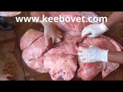 Bovine Autopsy - How to Do Obduction in Dead Cow - 39A