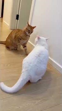 Hilarious Angry Cat Fight Compilation 😂🐱 #CatFight #FunnyCats #AngryCats #CatShowdown #epiccatfights