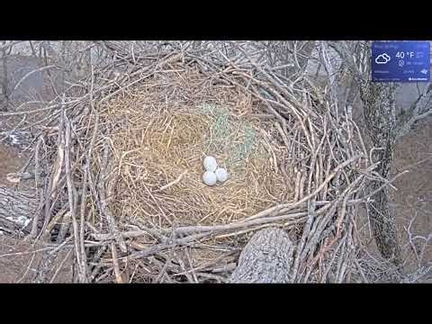 Bald Eagle - Blue Springs Eagle Cam 15.03.2026 13:35