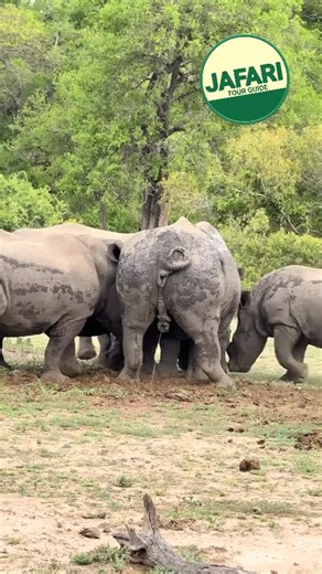 White Rhino Facts: The Second-Largest Land Mammal in Tanzania