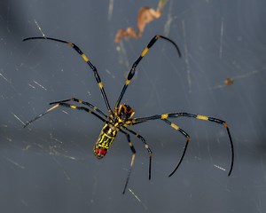 Giant parachuting spiders have you scared? Here's how spiders can help (researchers, at least)