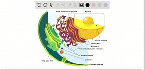 Which of the following structures could be found within the nucleolus? a. chromatin b. histones C. ribosomes d. nucleosomes | Numerade