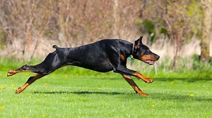 Is it legal to eat dogs in US? No, Trump made that a law when he signed 2018 Farm Bill