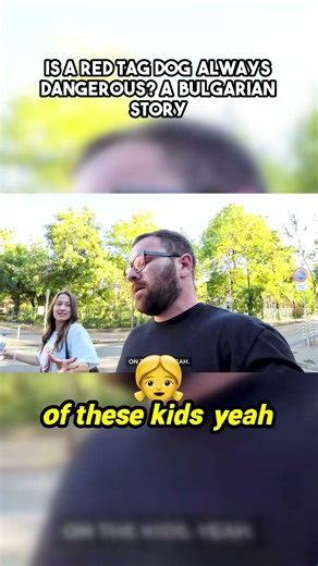 Bulgarian street dogs