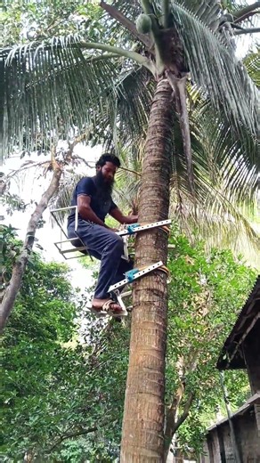ডাবগাছে ওঠার যন্ত্র Dab tree climbing device