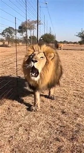 You Won't Believe This Lion's Voice! #Nature #LionRoar