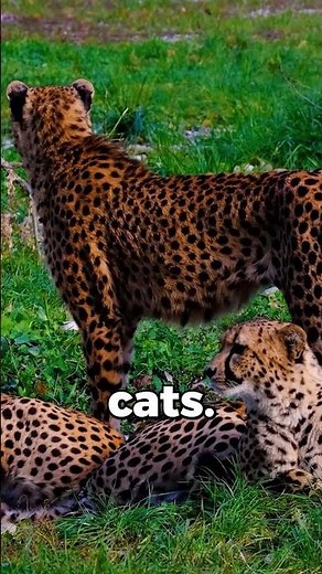 Why Cheetahs Can’t Roar 🐆 (Amazing Big Cat Facts)