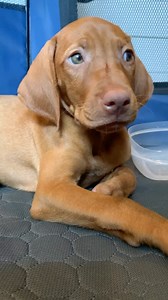 33K views · 4K reactions | Hippups 凉 #weewittlewaffleswednesday is overdue for some attention  . . . . . . . . . . . #breakfastofchampions #vizslas #vizslaoftheday #dogvideos #dogreels #dogobsessed #dogagilitytraining #vizslapuppies #thisweekoninstagram #dogmom #fidog | Chicken and Waffles Co. | Facebook