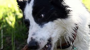 Beautiful border collie playing and biting with a stick on the grass