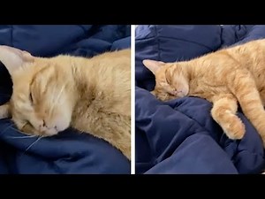 Heavy Sleeping Cat Scares Its Owner