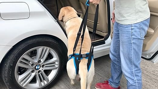 Dog Walking Harness for Small, Medium, and Large Dogs