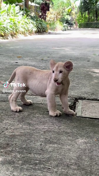 Adorable Baby White Lion at Avilon Zoo - Cute Lion Videos